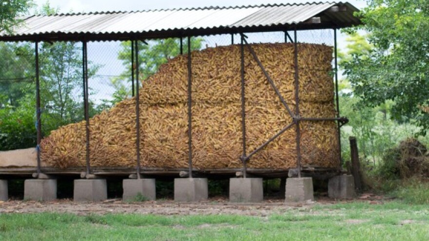 Kako smanjiti kontaminaciju zrna kukuruza?