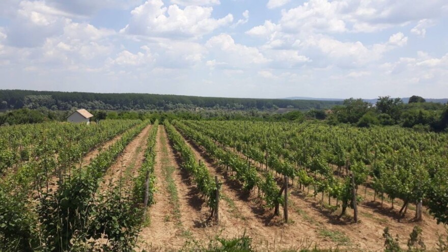 Uskoro padavine, ali i temperature do 40 stepeni!