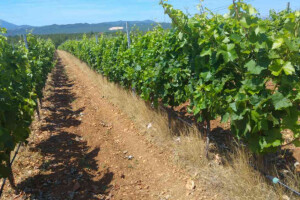 Bayer savjeti za vinogradare 12.-19.06.2017.