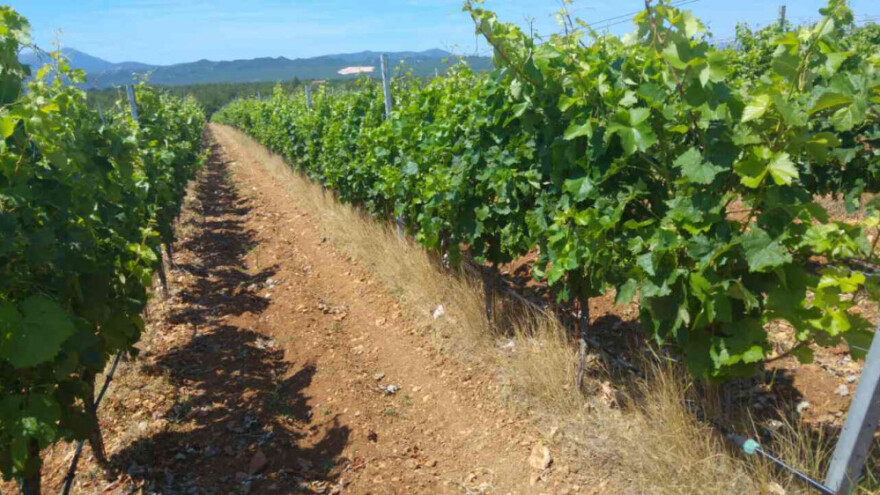 Bayer savjeti za vinogradare 12.-19.06.2017.