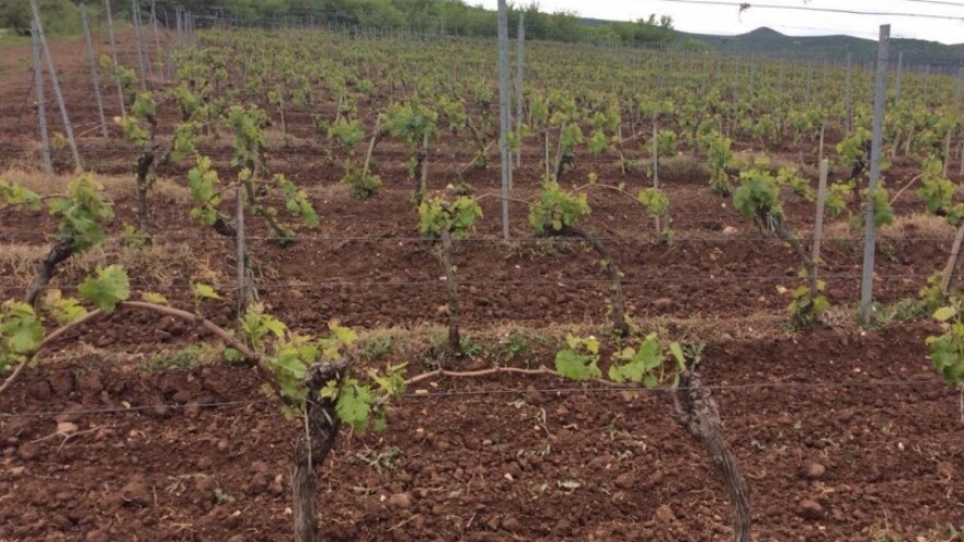 Bayer savjeti za vinogradare 02.-08.05.2016.