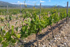 Bayer savjeti za vinogradare 8.-14.5.2017.