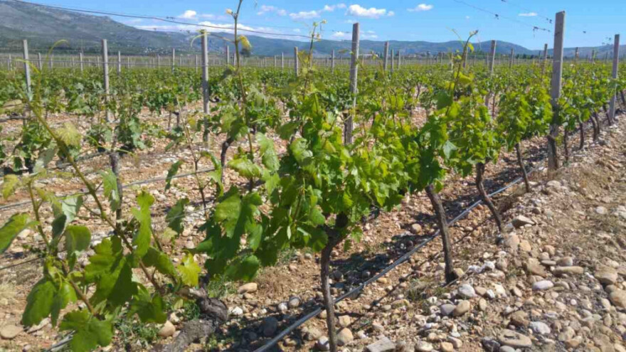 Bayer savjeti za vinogradare 8.-14.5.2017.