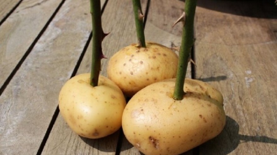 Za uspešniji uzgoj, ruže ubodite u krompir!