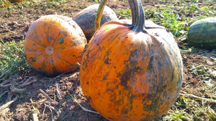 Prva međunarodna izložba bučinog ulja Alpe-Adria i 8. izložba bučinog ulja sjeverozapadne Hrvatske