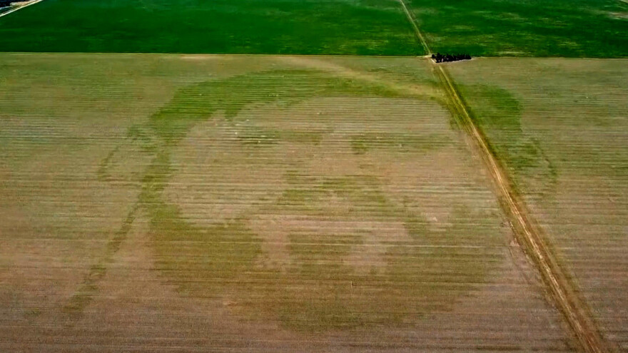 Što radi Lionel Messi u kukuruzu?