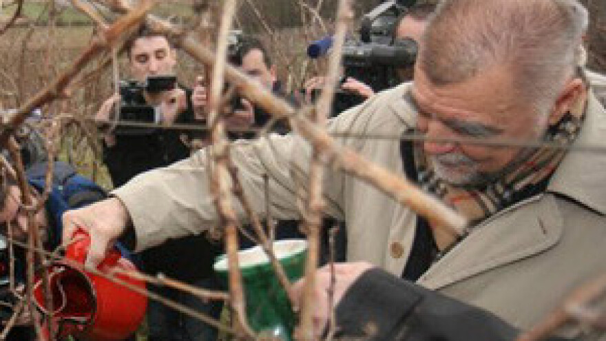 Mesić objesio kulen i kobasice o trsove