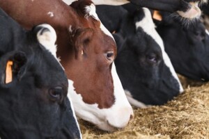 Nakon Turske, izvoz mesa u Egipat i Libiju?