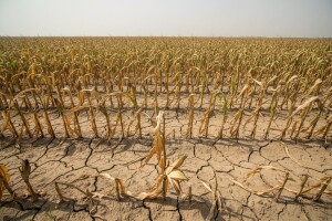 Meso nagodinu još skuplje