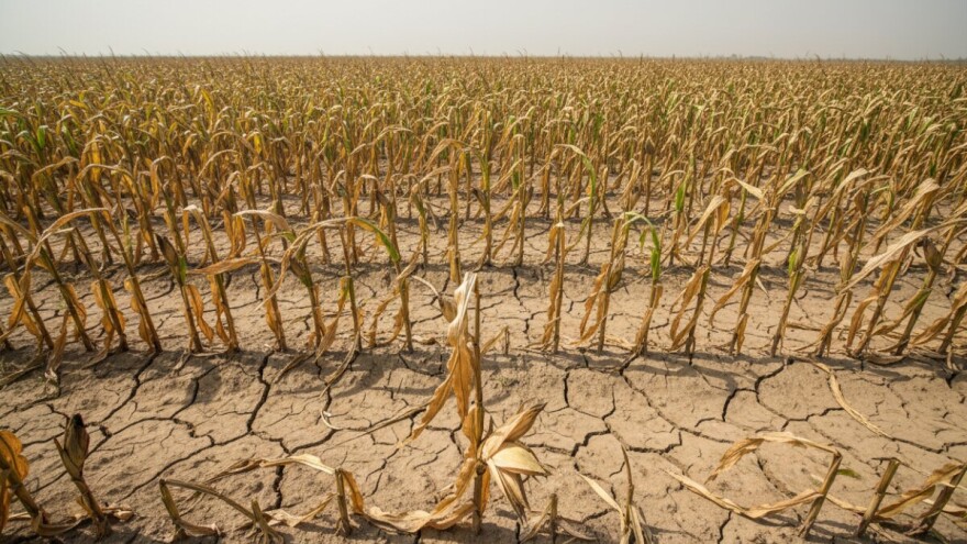 Meso nagodinu još skuplje