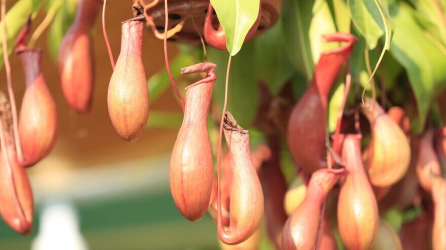 Biljke mesožderke treba zalijevati destiliranom vodom ili kišnicom