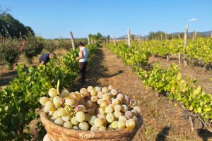 Počela berba ranih sorti grožđa. Proverili smo kakve su cene