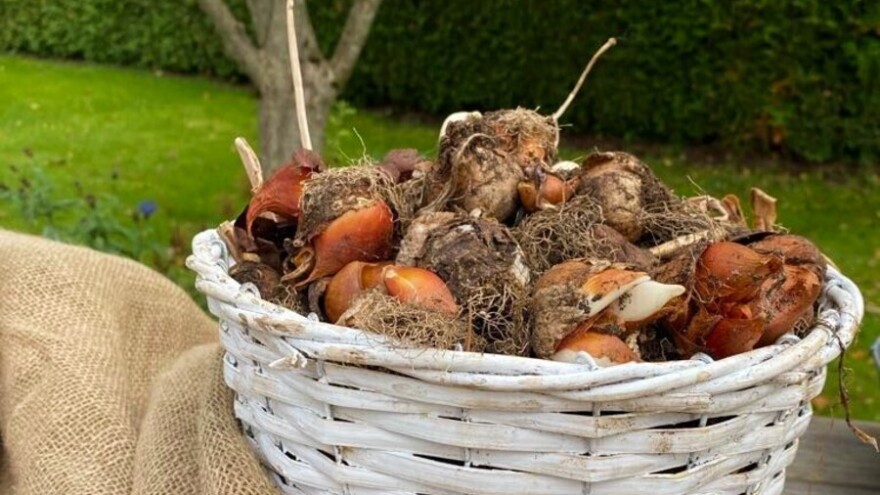 Proljetnja sadnja lukovičastog cvijeća: Kada početi?