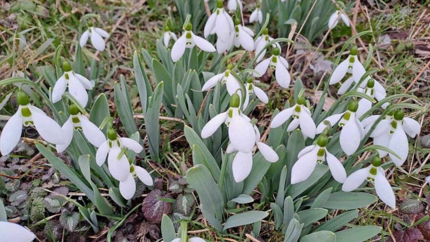 Čekajući prvo "džemre": Ove sedmice i kiše i mraza i sunca