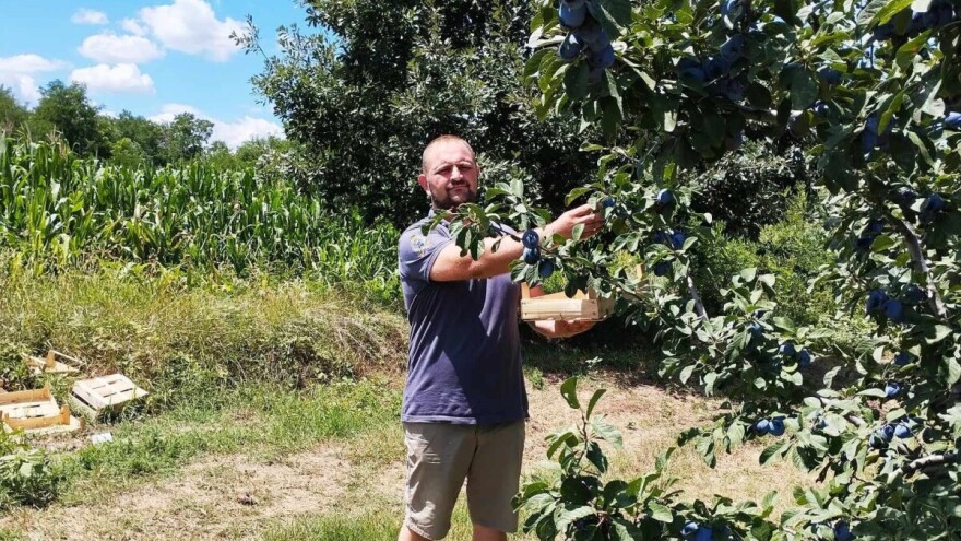 Nikad bolji kvalitet šljive, ali niska otkupna cena