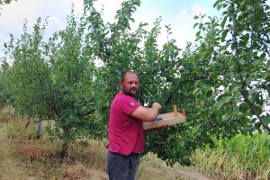 Počela berba ranih sorti šljive - prinos drastično umanjen, otkupna cena viša nego lane