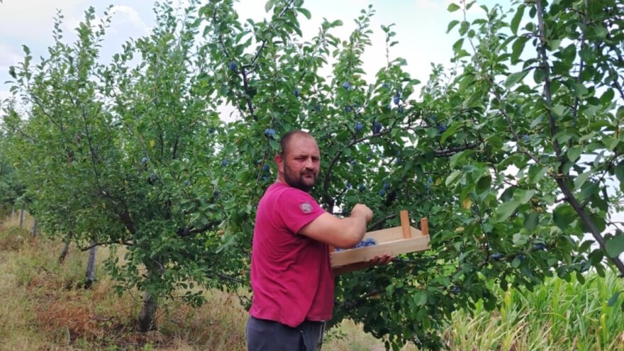 Počela berba ranih sorti šljive - prinos drastično umanjen, otkupna cena viša nego lane