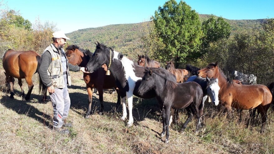 Poludivlji konji prekinuli obruč od šiblja na Suvoj planini