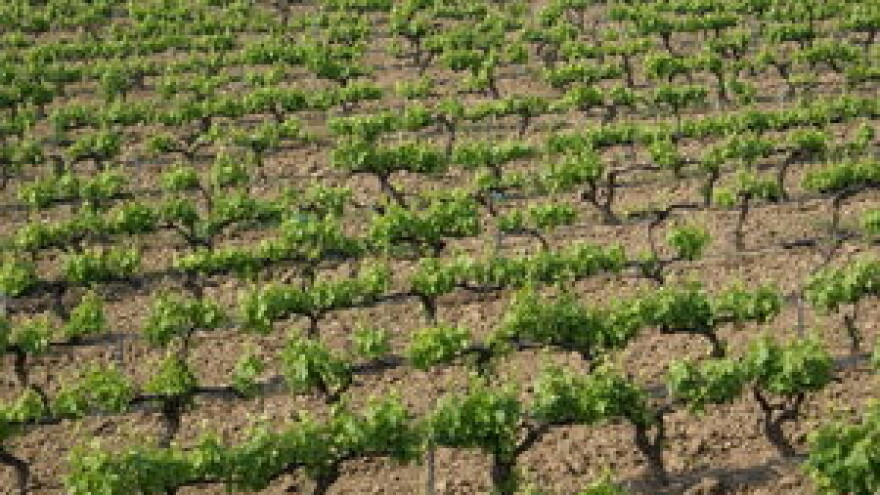 Savjeti za vinovu lozu za tjedan 24.6.-30.6.