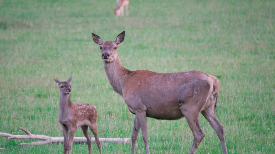 Pojava velikog američkog jetrenog metilja