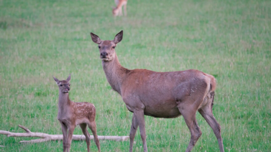 Pojava velikog američkog jetrenog metilja