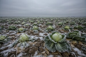 Metković: Zima uništila poljoprivredu!