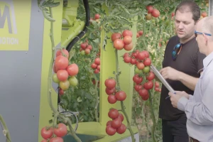 Robot berač rajčice štedi 50% troškova radne snage i prikuplja korisne informacije