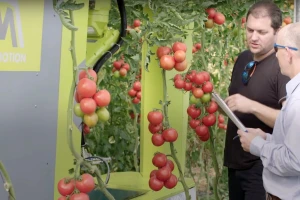 Robot berač paradajza štedi 50% troškova radne snage i prikuplja korisne informacije