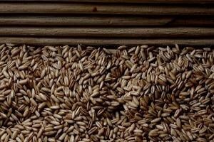Mlinari ne mogu platiti pšenicu više od 0,98kn/kg