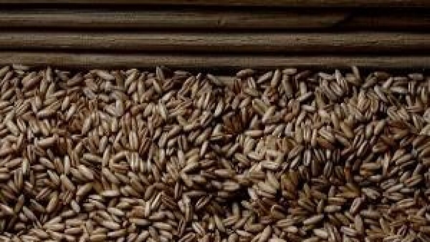 Mlinari ne mogu platiti pšenicu više od 0,98kn/kg