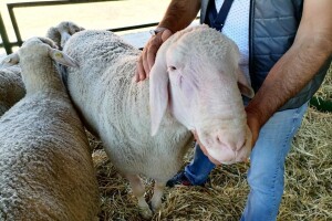 Ovan Mića ima skoro 200 kg - zaslužna genetika i dobra hranidba