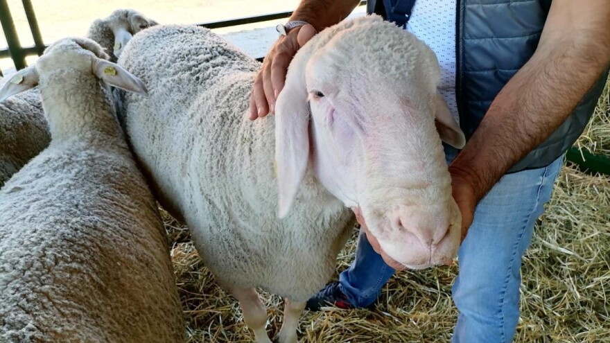 Ovan Mića ima skoro 200 kg - zaslužna genetika i dobra hranidba