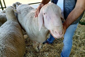 Mića je ovan njemačkog porijekla i domaćeg uzgoja, a ima skoro 200 kg