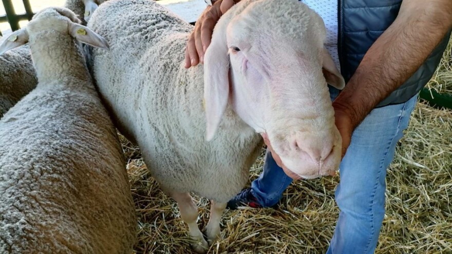 Mića je ovan njemačkog porijekla i domaćeg uzgoja, a ima skoro 200 kg
