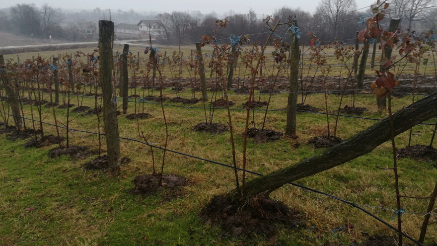 Mićo Marković počupao pola kupinjaka
