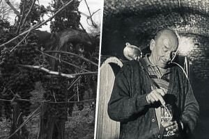 Preminuo je Mihalj Gerstmajer - Mišika stariji, pionir baranjskog vinogradarstva i vinarstva