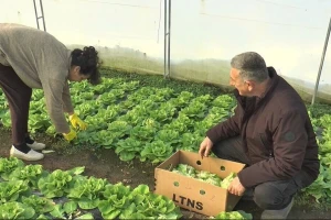 Zelena salata duplo skuplja nego prošle zime. Mijovići već proizveli 7.000 glavica