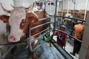 Šansu vide u uzgoju mesnih pasmina goveda i turizmu