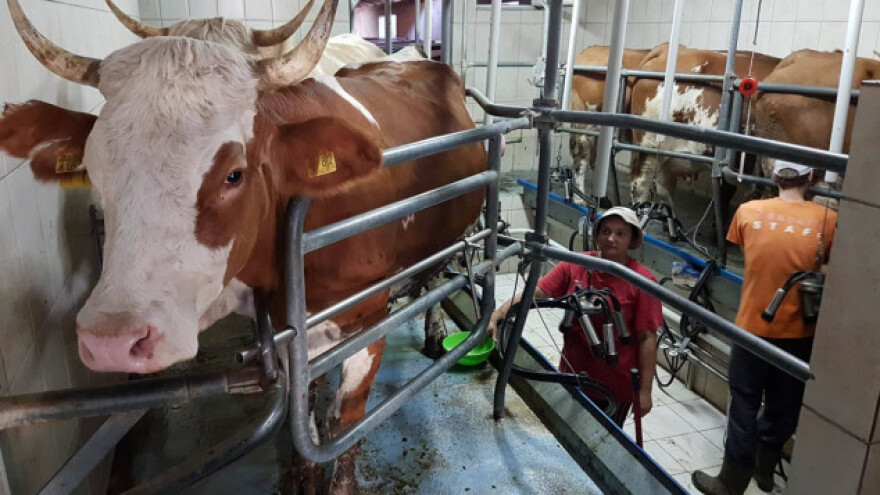 Šansu vide u uzgoju mesnih pasmina goveda i turizmu