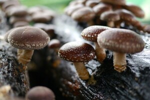 U srednjoj školi čitao o uzgoju, kao student proizveo prve reishi gljive, a danas posao raste