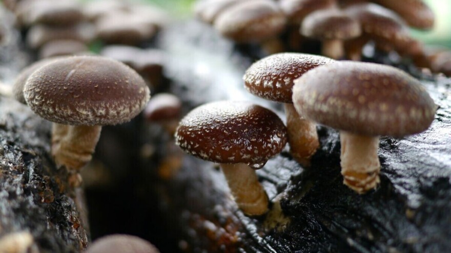 U srednjoj školi čitao o uzgoju, kao student proizveo prve reishi gljive, a danas posao raste