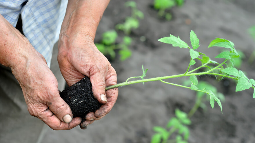 Mikoriza obogaćuje osiromašeno zemljište i pozitivno djeluje na biljke i prinose