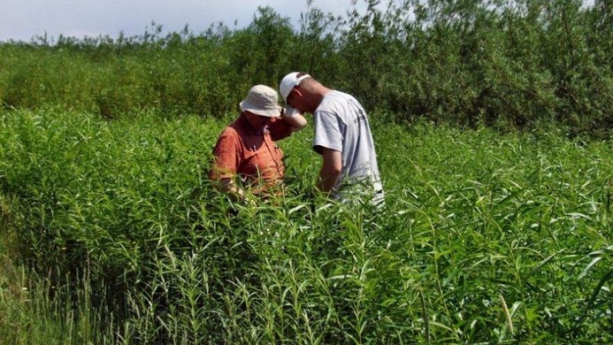 Mikoriza od pustinja stvara plodne oaze!