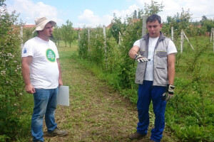 Mjerom 6 financiraju mikorizaciju u nasadima