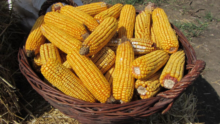 Uz aflatoksin kontrolisati i druge mikotoksine