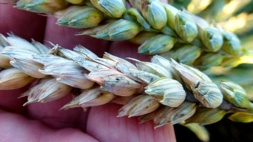 Mikotoksini u strnim žitima: Fungicidi su u kišnoj godini neizostavni