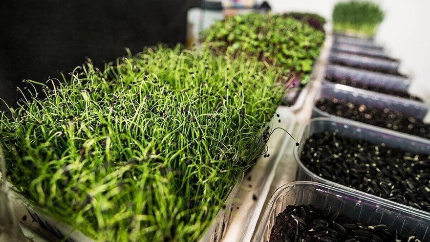 Za zimske dane - najzdravije je mikropovrće