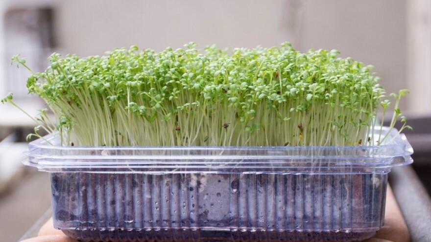 Sve što trebate znati o uzgoju mikrobilja - isplativ hobi?