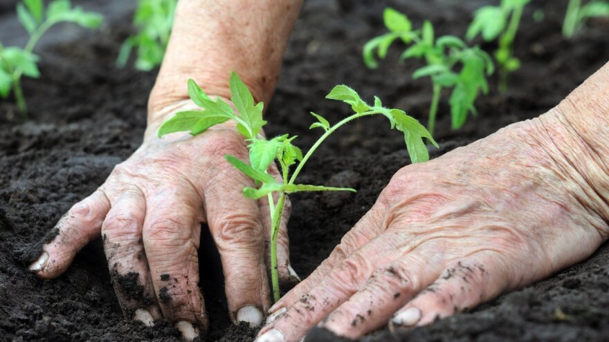 Efektivni mikroorganizmi korisni za biljnu, ali i pčelarsku proizvodnju