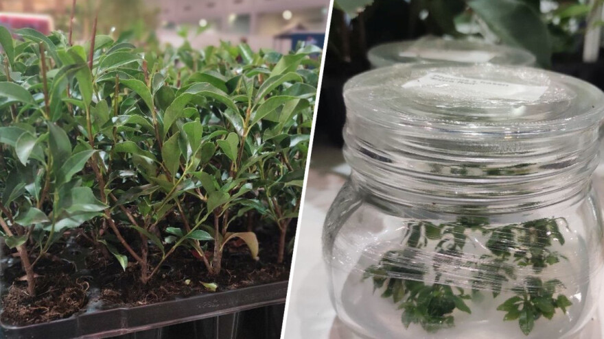 Moderno rasadničarstvo bazira se na mikropropagaciji - poljoprivredi iz laboratorija